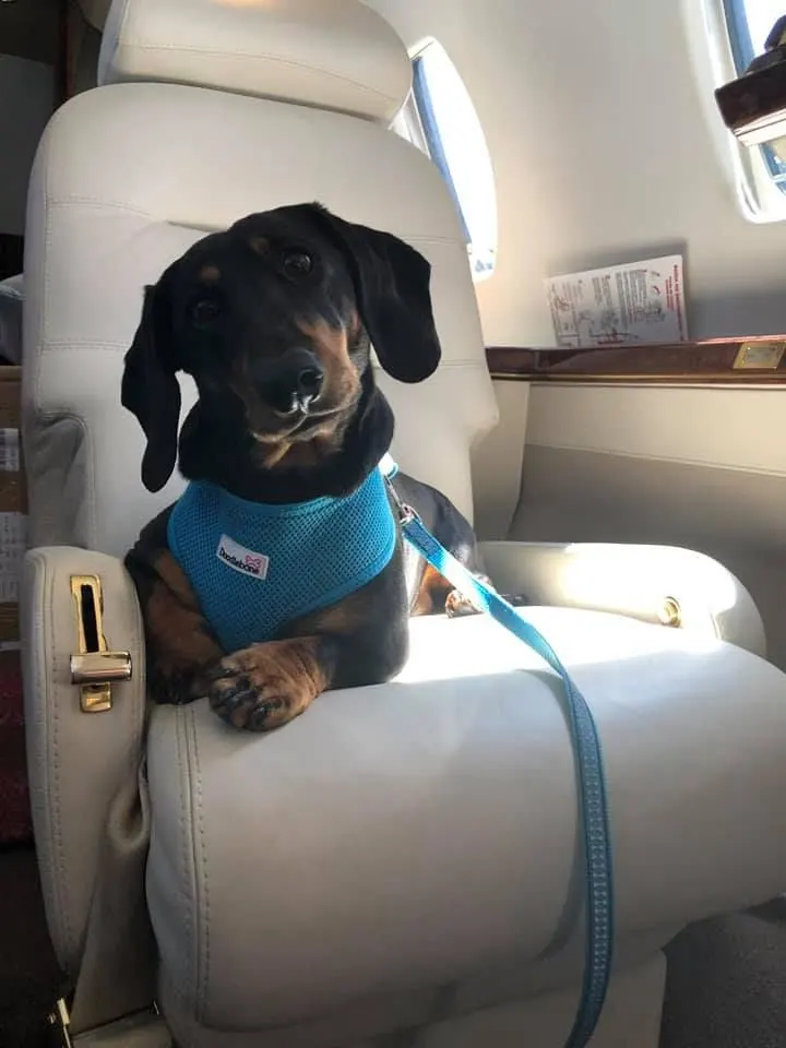 Bruno, a dachshund in a blue harness, on a seat in a private jet