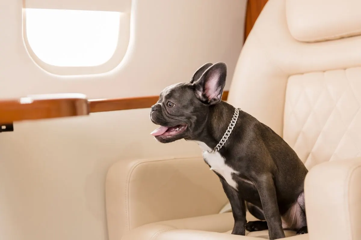 A French bulldog sitting on a cream leather seat beside the window of a private jet