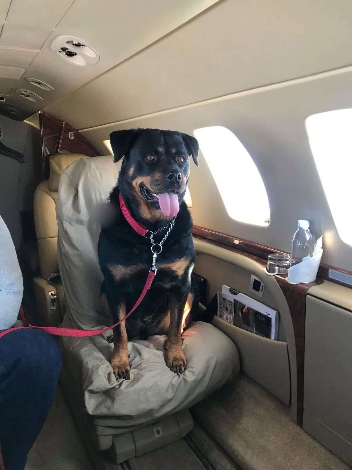 Manison, a Rottweiler, sitting on a seat in a private jet cabin